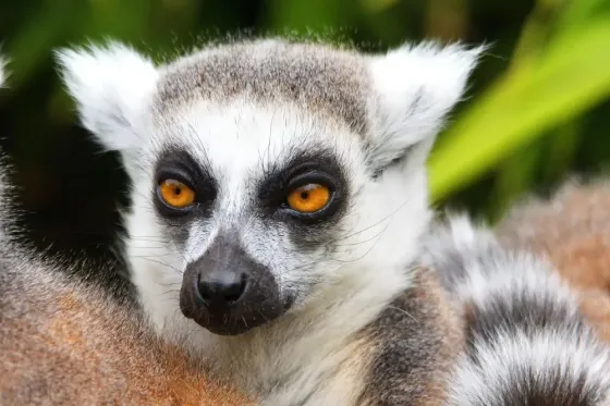 The Real Madagascar Ambovombe