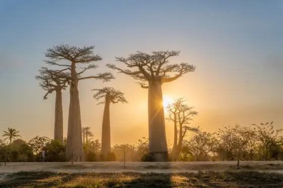The Real Madagascar Ambovombe