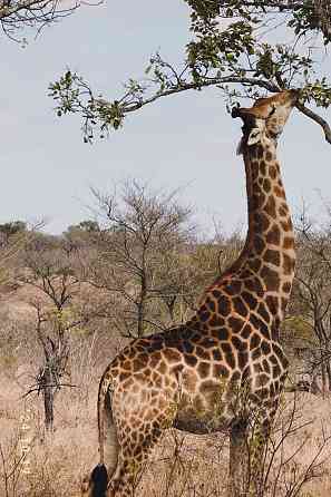 Classic Namibia: Red Dunes, the Atlantic & Giraffes Windhoek