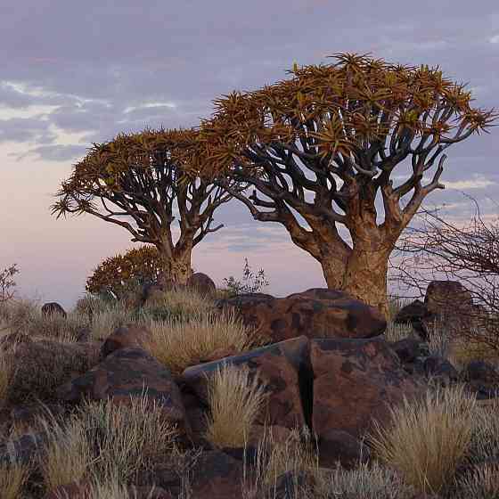 Classic Namibia: Red Dunes, the Atlantic & Giraffes Windhoek