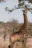Classic Namibia: Red Dunes, the Atlantic & Giraffes