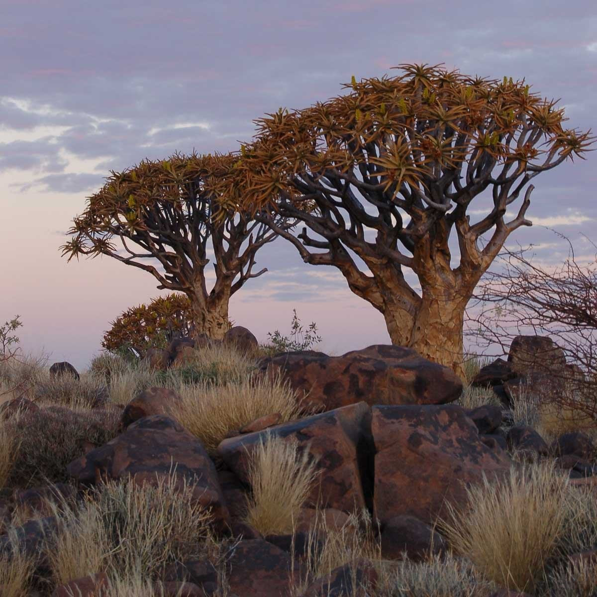 Classic Namibia: Red Dunes, the Atlantic & Giraffes Windhoek - photo 5